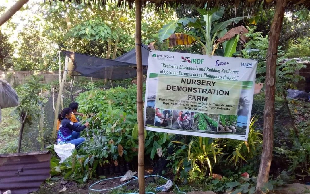IRDF Kidapawan prepares cacao seedlings for intercropping in coconut farms
