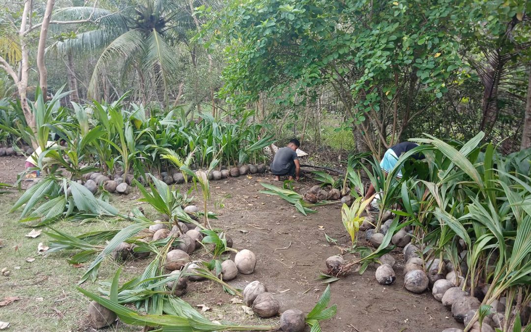 Establishment of Coconut Nurseries under IRDF-L3F-Franklin Baker Project