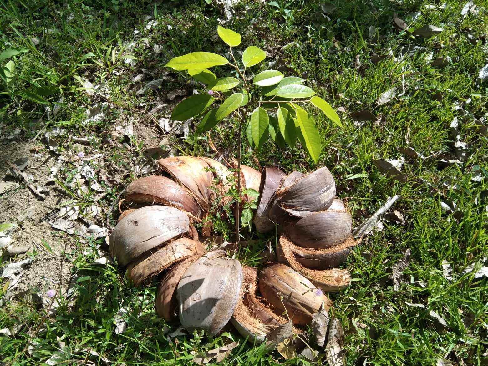 Seeds of Empowerment