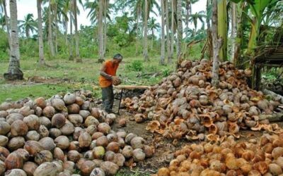 Empowering Coconut Farmers: A Tale of Resilience and Transformation