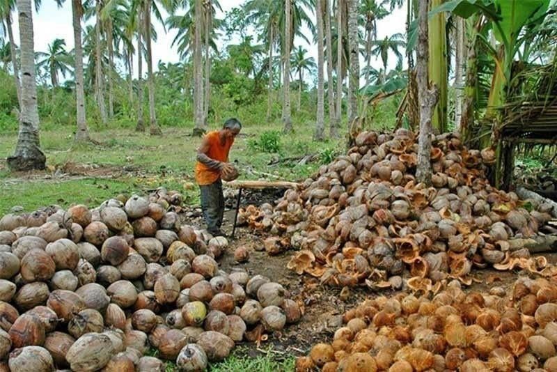 Empowering Coconut Farmers: A Tale of Resilience and Transformation