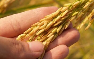 PRESS STATEMENT: Philippine Food Security at a Crossroads: Urgent Action Demanded to Secure Our Rice Future