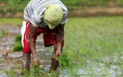 The Philippines’ Rice Crisis: A Call for Urgent Action & Accountability
