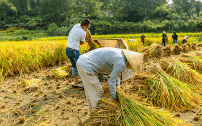 Why Rice Tariffication Law Must Be Replaced