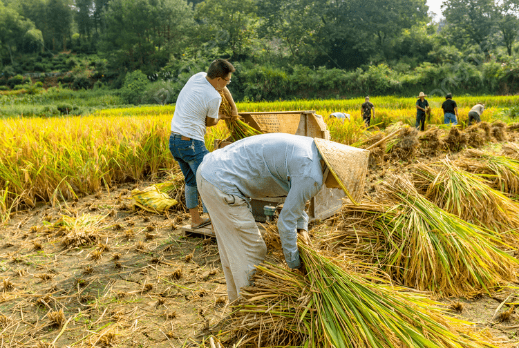 Why Rice Tariffication Law Must Be Replaced